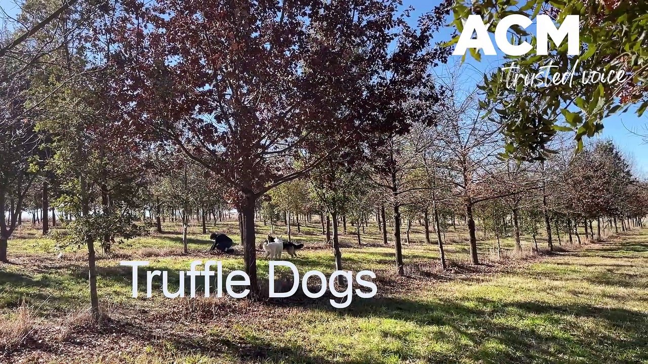 New-England working dogs hunt for truffles