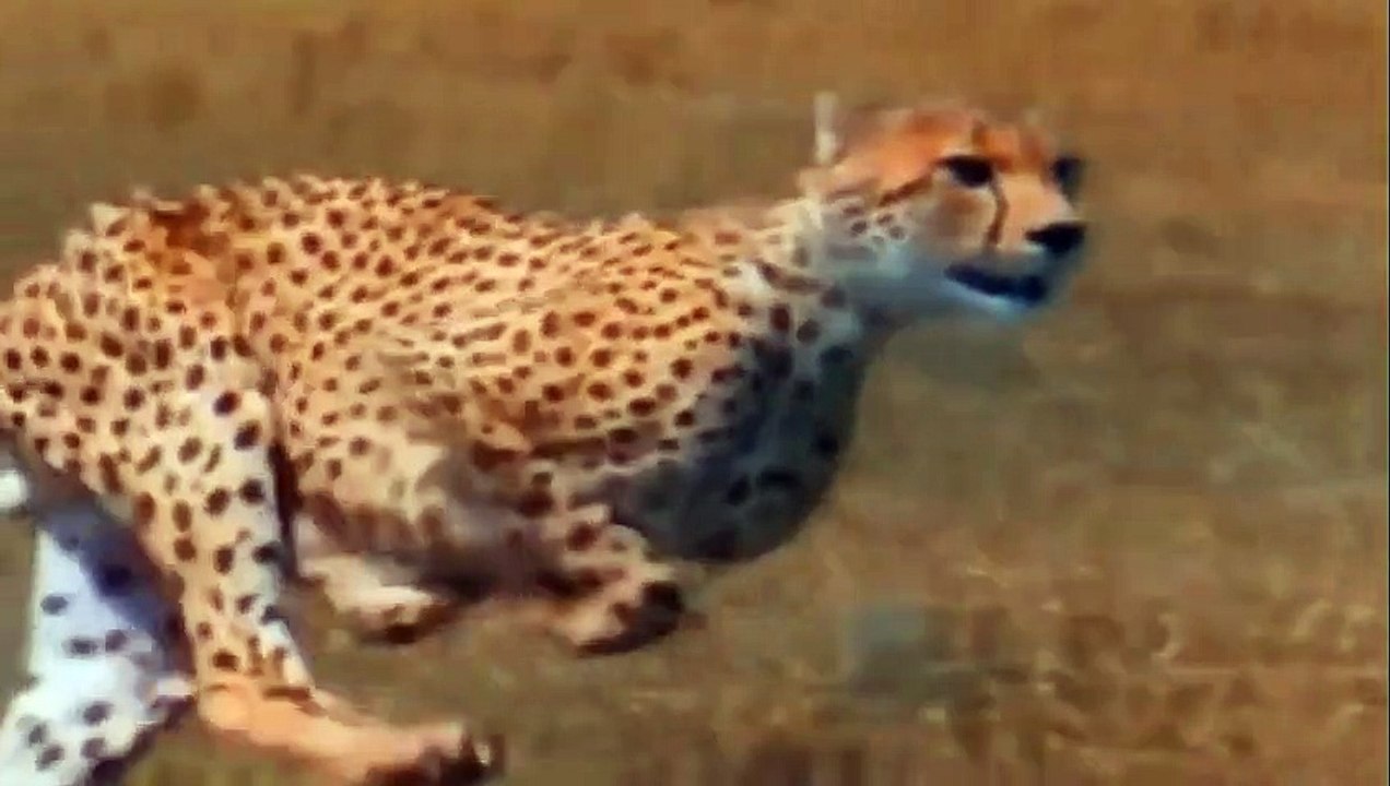 Animal attacks - Best cheetah attacks - fastest predator