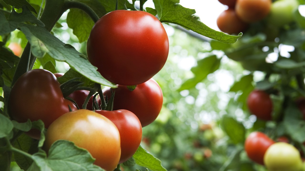 9 Must-Know Tips for Creating the Best Soil for Tomatoes