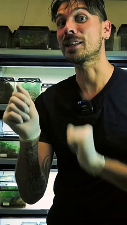 Il fait semblant d'être MORT !