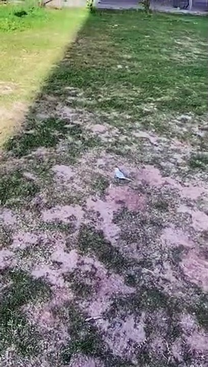 Beautiful Nature | Beautiful Bird