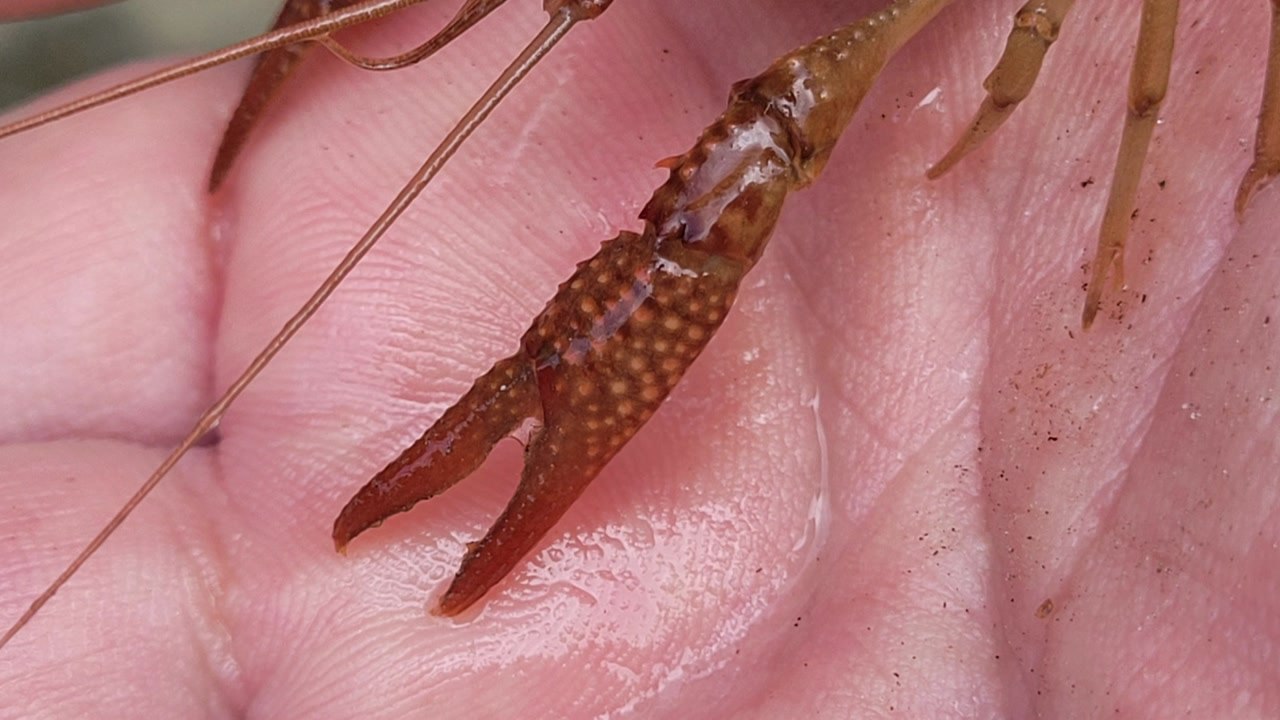 천안 병천천서 생태계교란 생물 '미국가재' 발견 / YTN