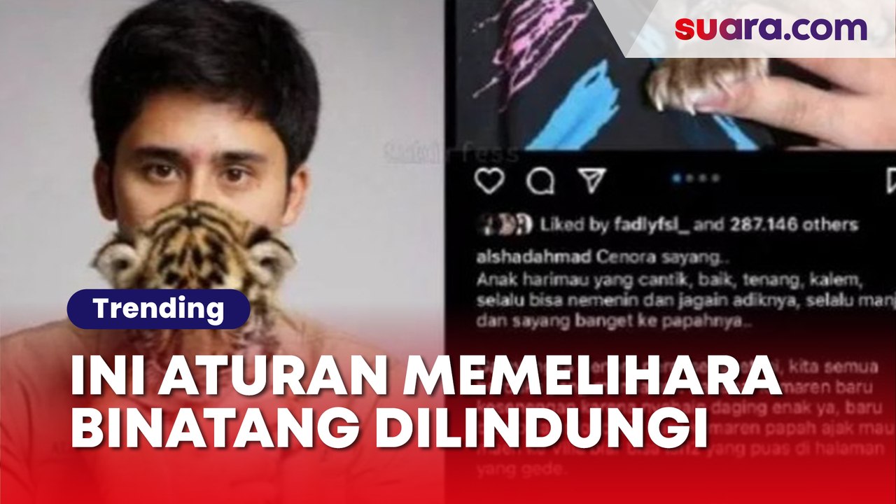 Harimau Mati di Tangan Alshad Ahmad, Ini Aturan Memelihara Binatang Dilindungi