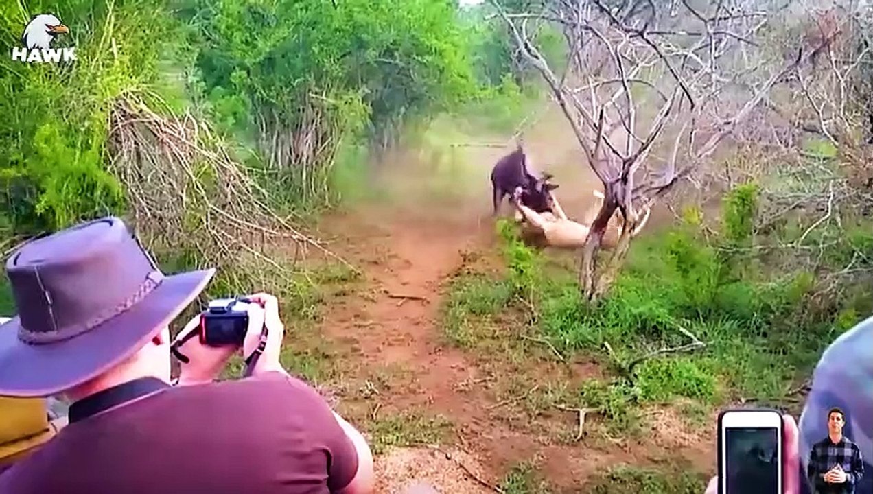 30 Moments of Terrifying Revenge: The Gorilla King Confronts the Lion
