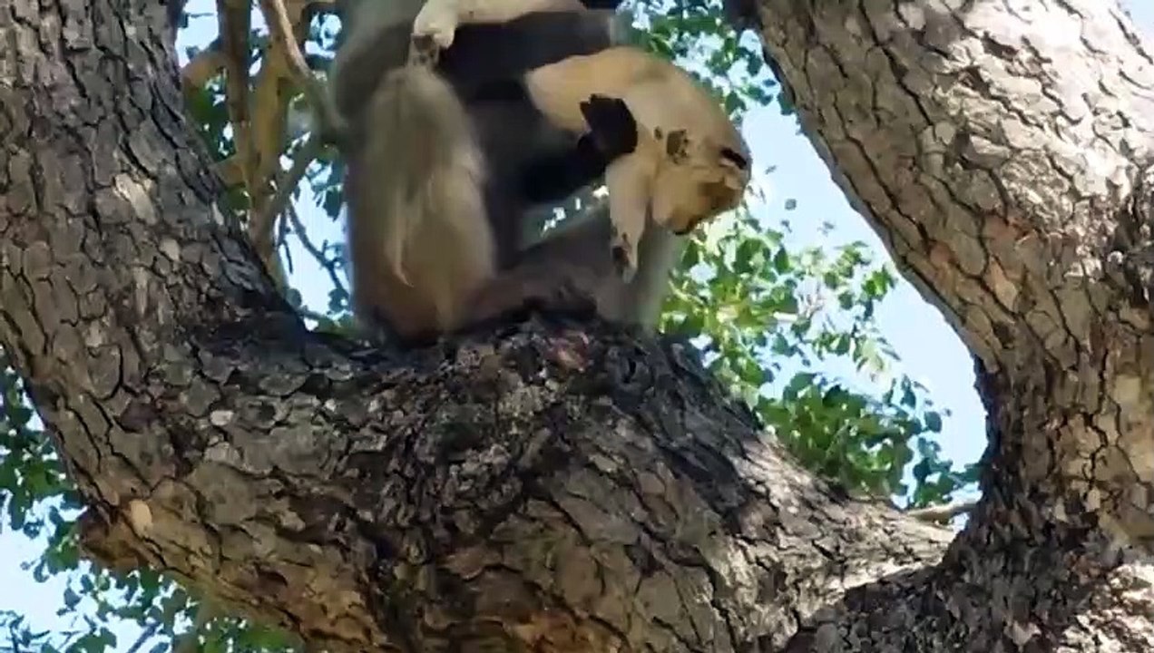 The Monkey Kidnap The Lion Cub And Cruel Revenge - Monkey Attacks The Lion And Tragic End For Lions