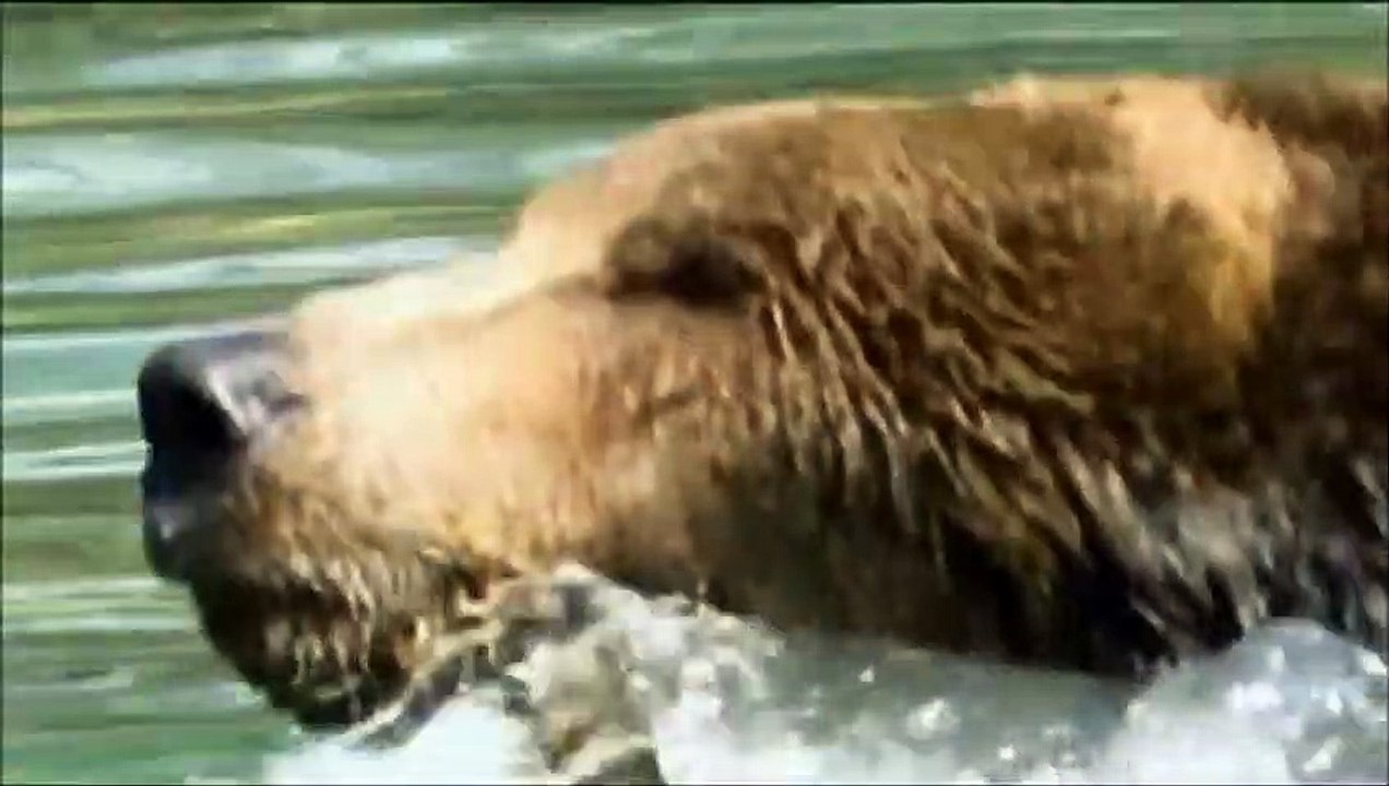 ATTAQUES D'OURS GRIZZLY - ZAPPING SAUVAGE