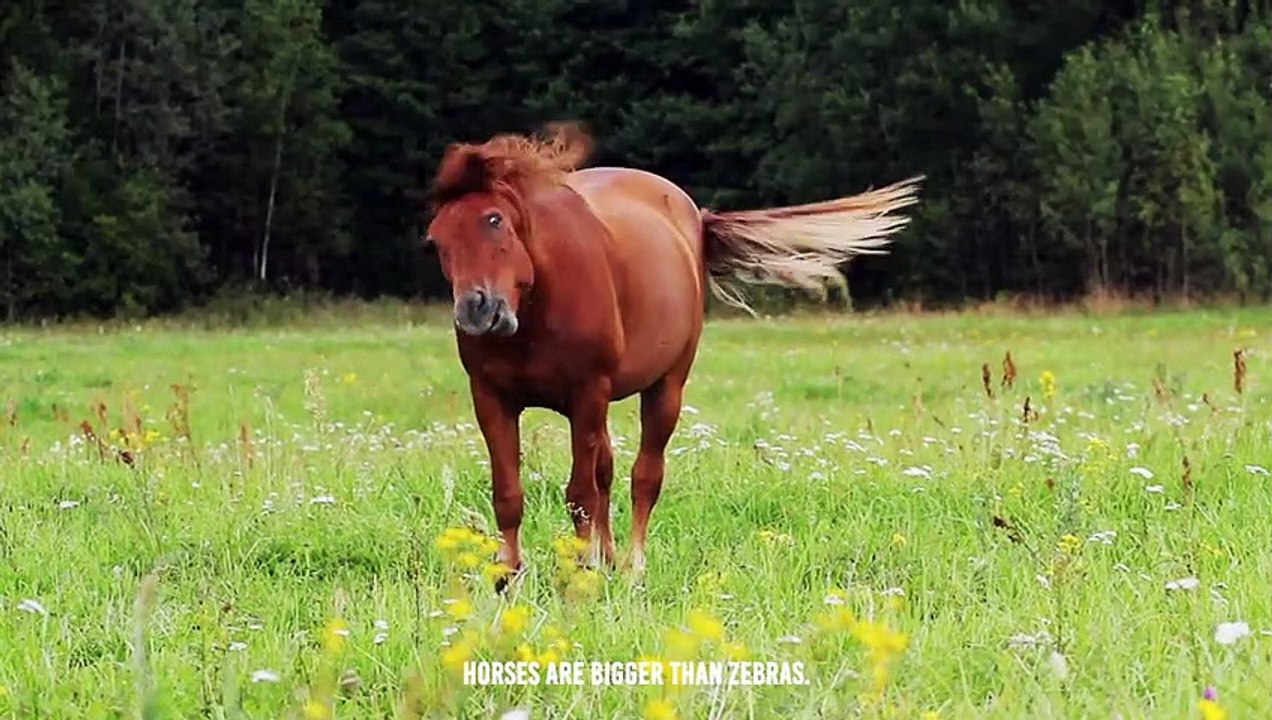 Can a Horse Outrun or Overpower a Lion? 🦁🐴