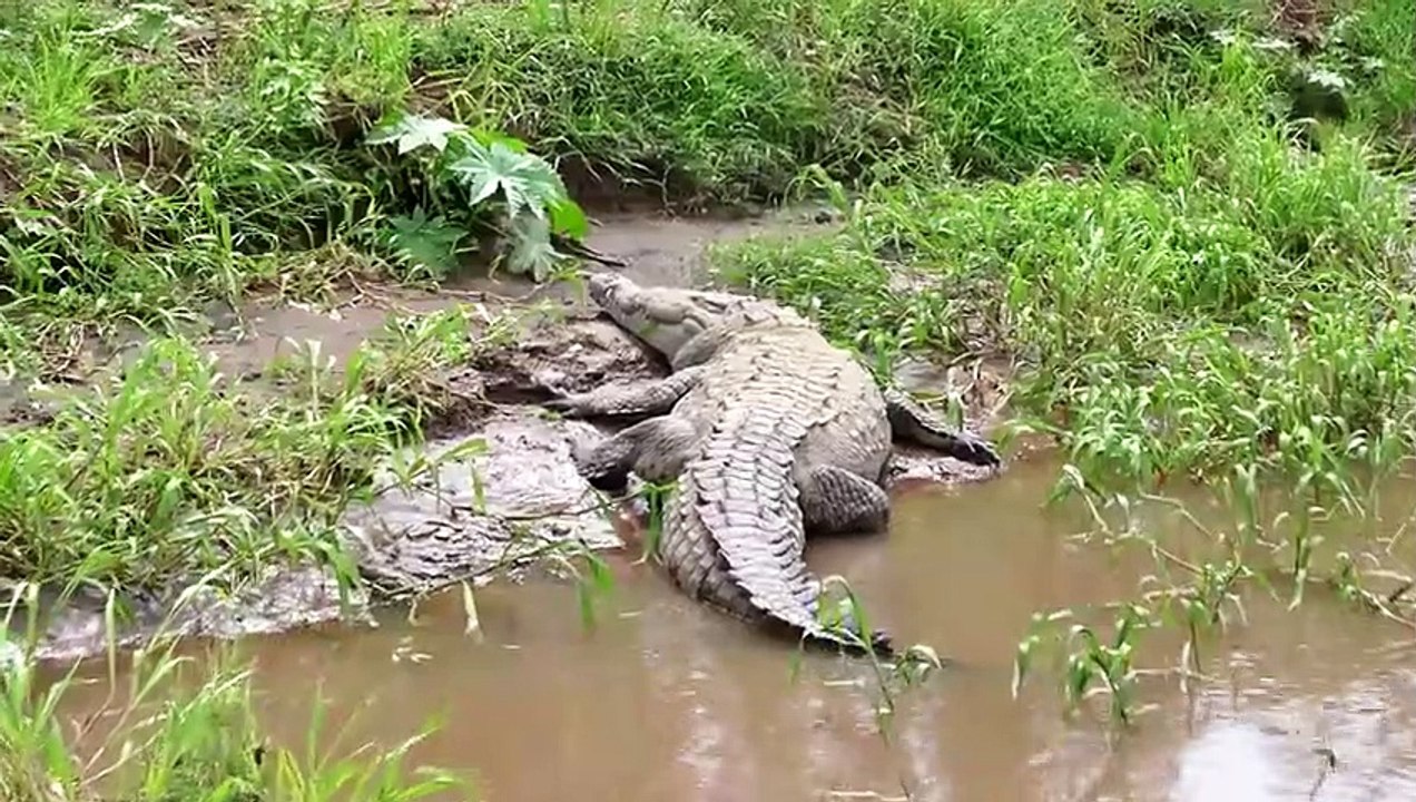 LION CONTRE CROCODILE .. INCROYABLE BATAILLE ÉPIQUE !!