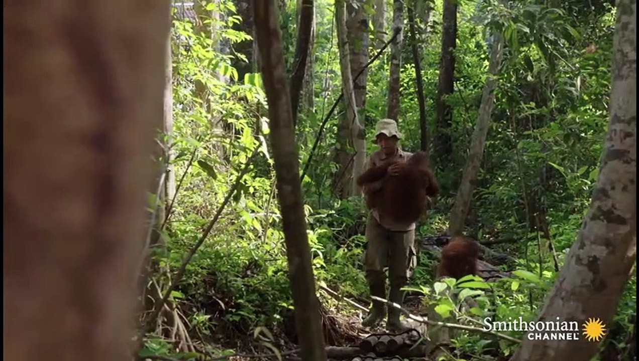 Orangutan Jungle School Movin' on Up (Full Episode)