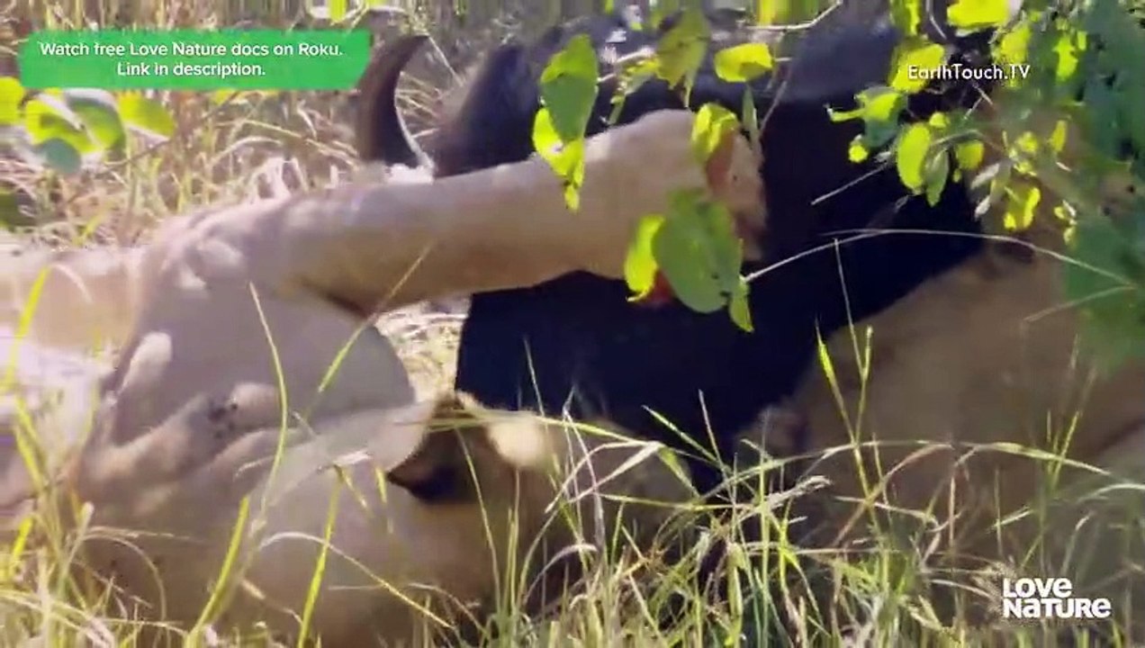 Lion Brothers Cubs to Kings   Love Nature