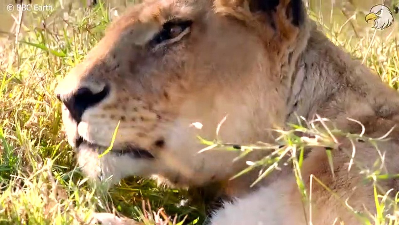 Seriously Injured Lion And How Lucky They Are To Have Human Help, What Happened Next