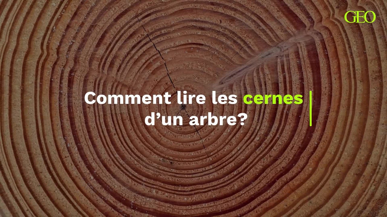 Comment lire les cernes d'un arbre ?