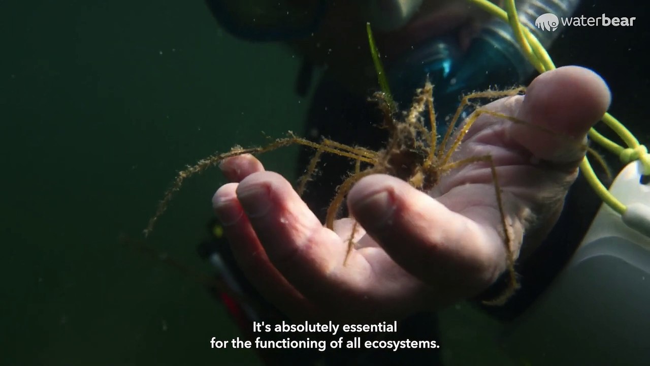 The Custodians | movie | 2023 | Official Trailer