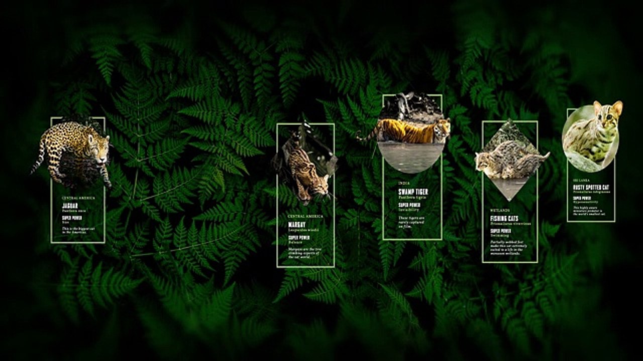 360 Degrees of Super Cats