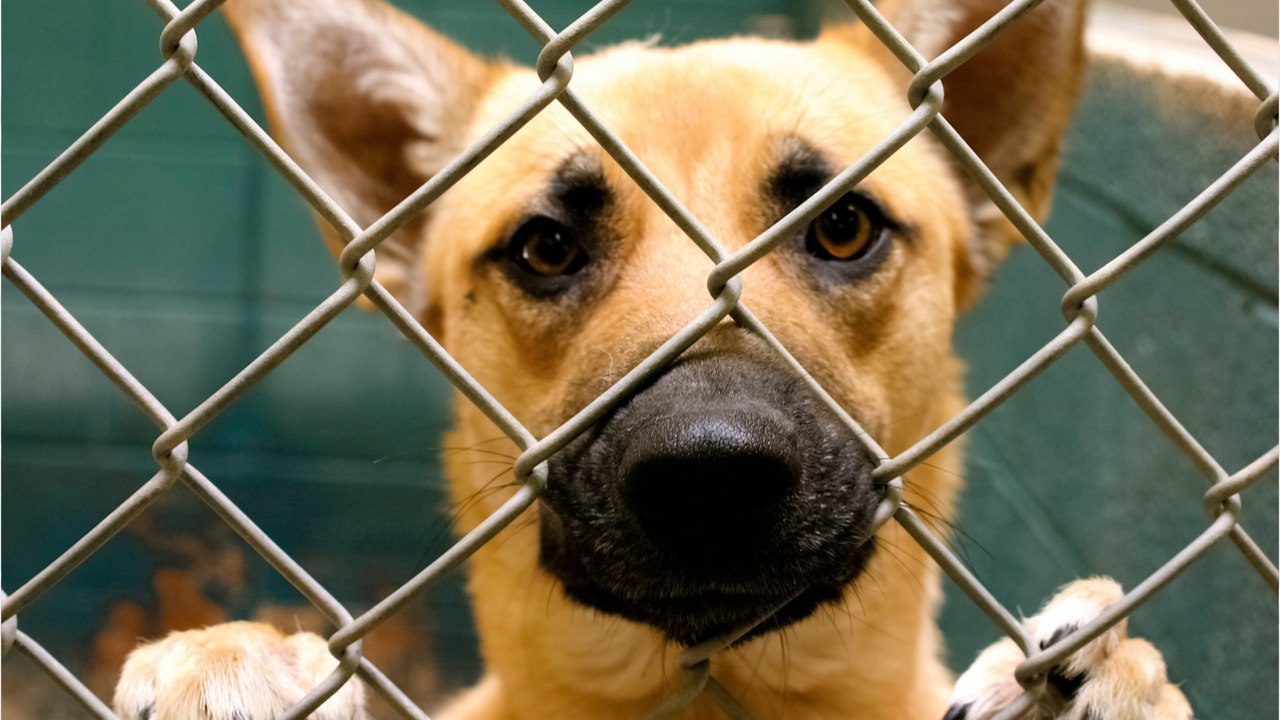 Tierheim-Hund bekommt herzerreißende Nachricht