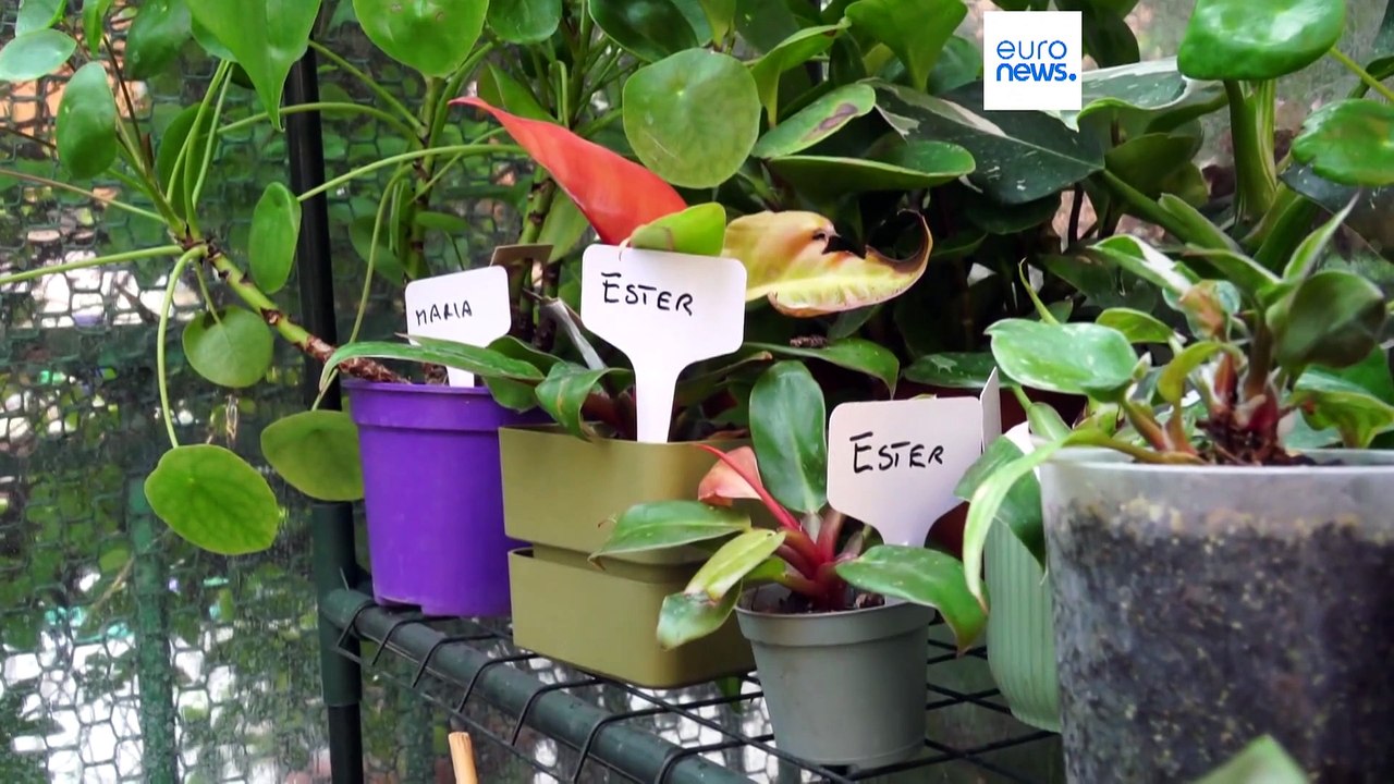 Италия: растения на передержке