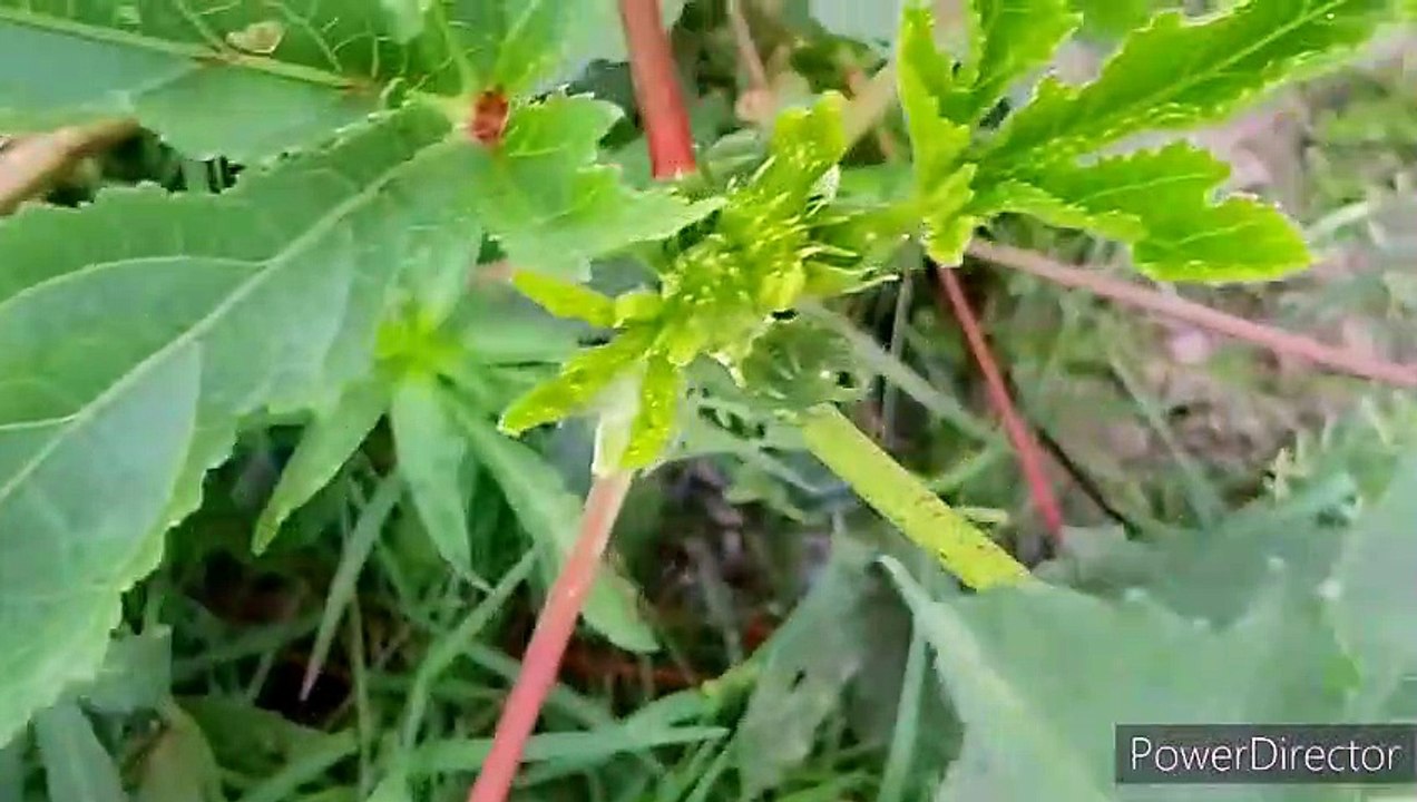 বাংলা চটি | লাগানোর গল্প গোপনে দেখুন