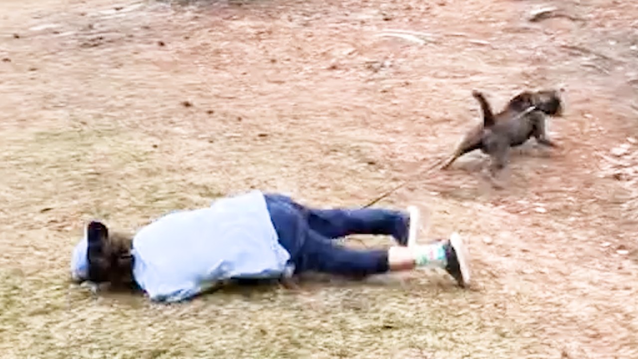 Hilarious Animal Moments 2023 🐾: Cute Fails & Funny Clips