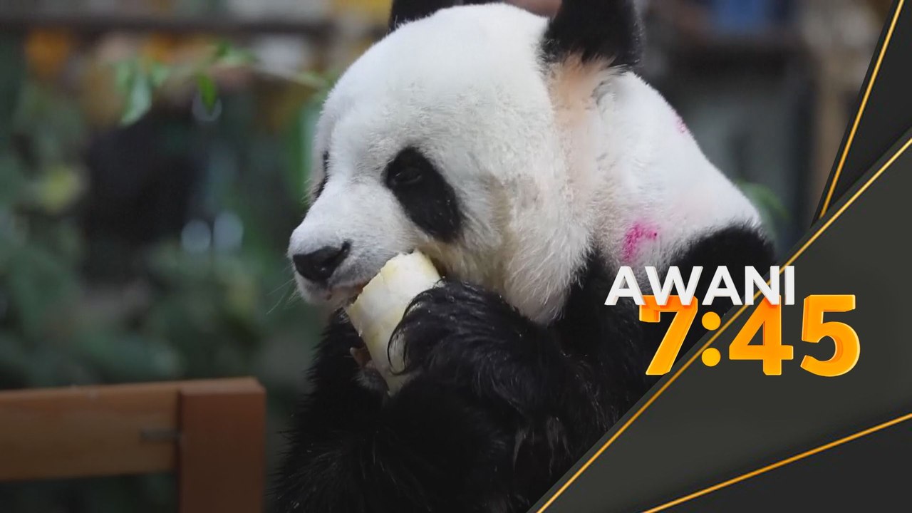 Xing Xing, Liang Liang sambut hari jadi ke-17