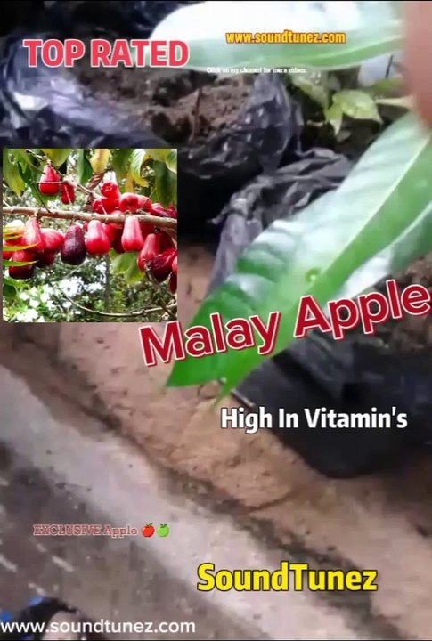 Malay Apple