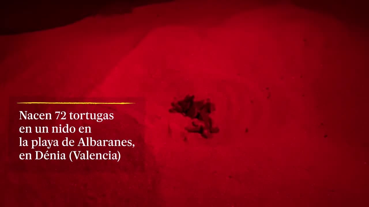 Nacen 72 tortugas en la playa de Albaranes en Dénia