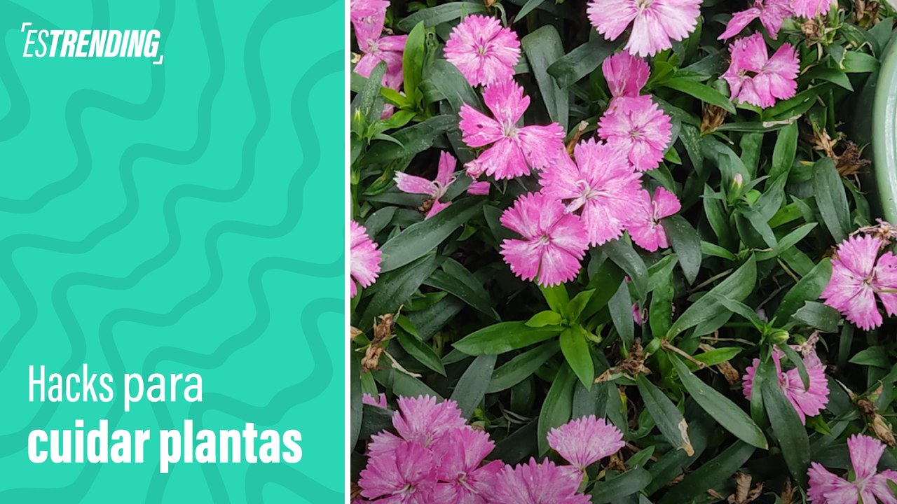 Descubre dos hacks infalibles para el cuidado de tus plantas en casa