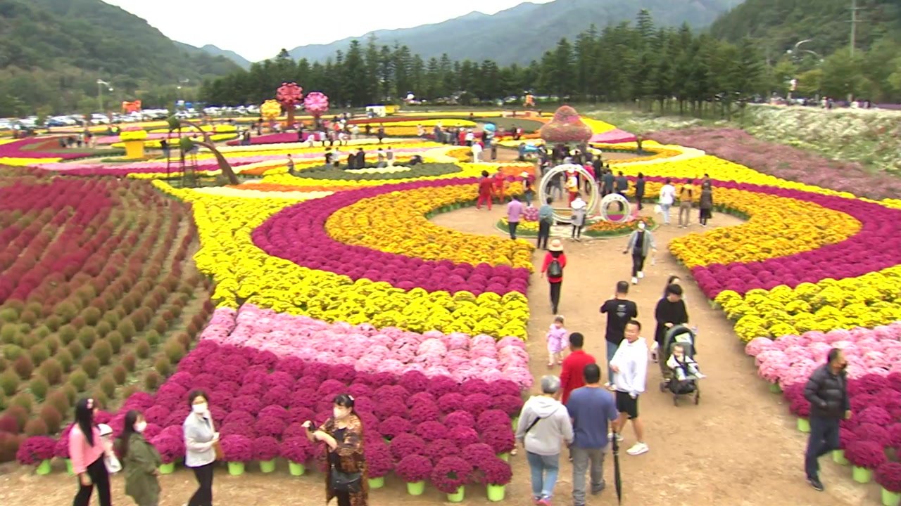 강원도 인제 내설악 가을꽃 축제 오는 22일 개막 / YTN
