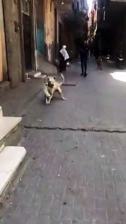 Un chaton vraiment pas sympa