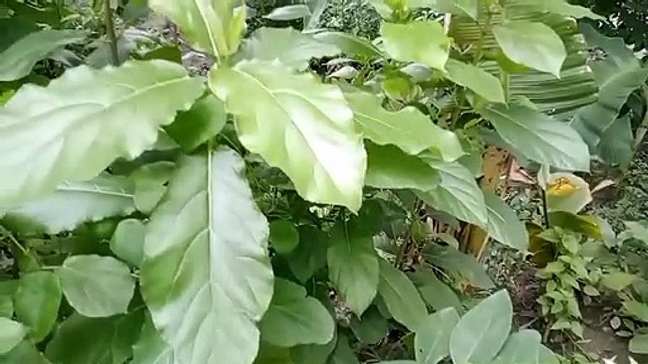 বাংলা চোদাচুদির গল্প | আমাদের গ্রামের বিভিন্ন ধরনের পাতা