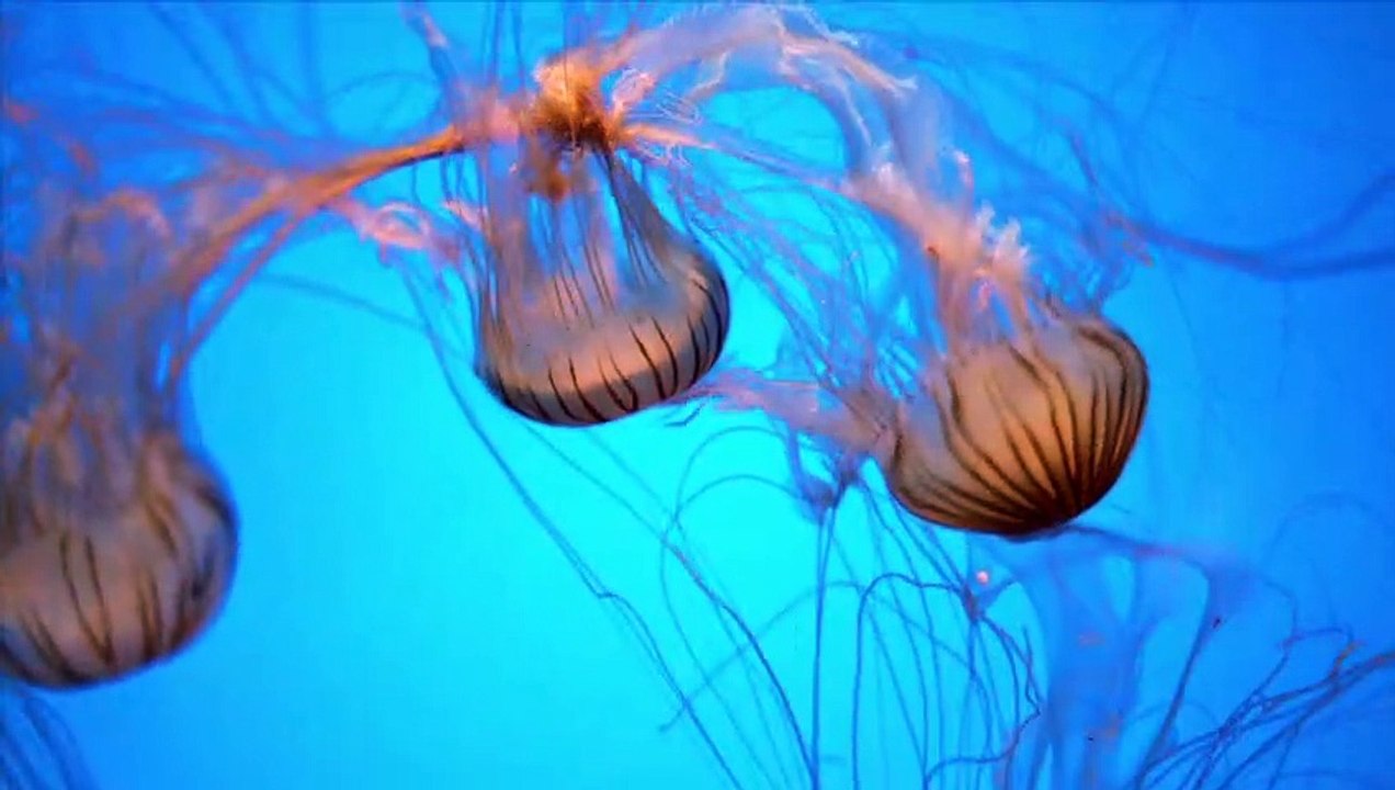 Jellyfish in Stunning 4K