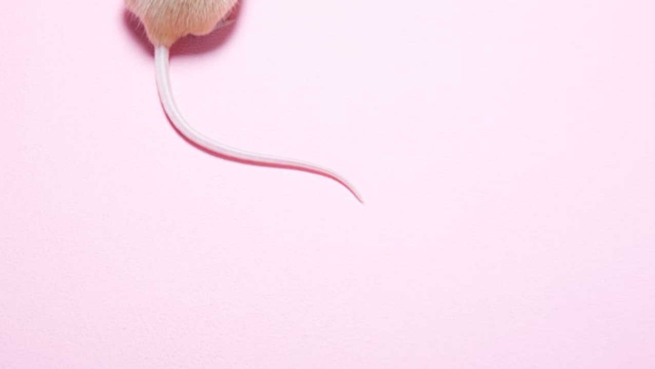 How to Get Rid of Mice Naturally With Home Remedies