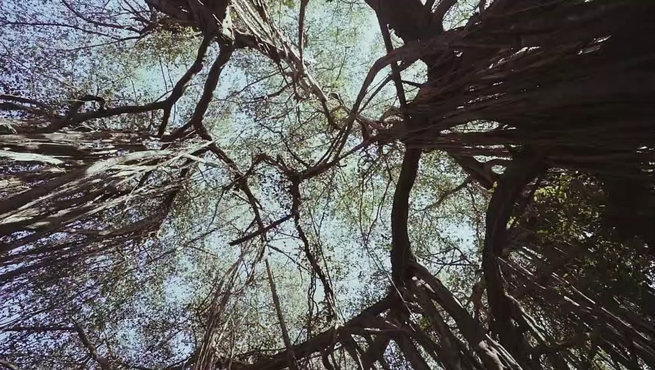 landscape nature trees tree