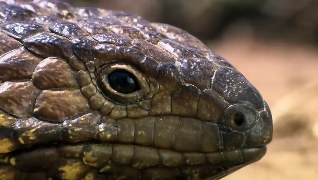 Ce lézard a évolué pour devenir  symétrique