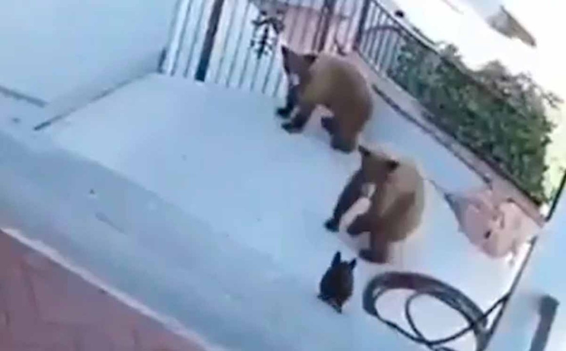Video: rohkea ranskalainen bulldoggi ajaa kaksi karhua pakoon