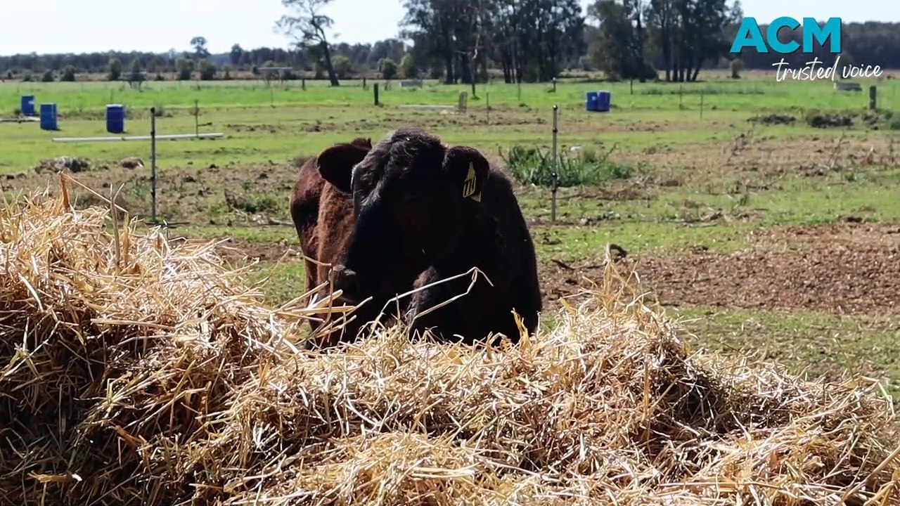 Pyree’s Chittick Dairy shows robotic farm