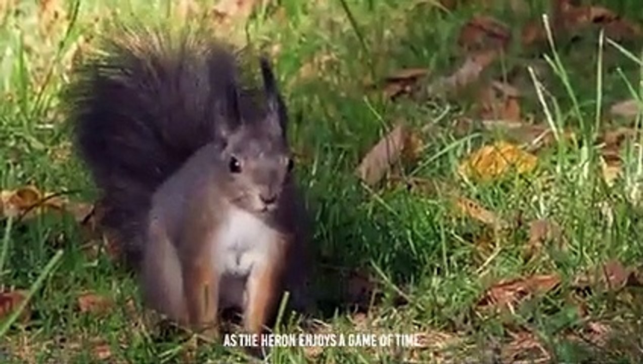 Heron Cracks Rodents' Bones And Swallow Them Alive