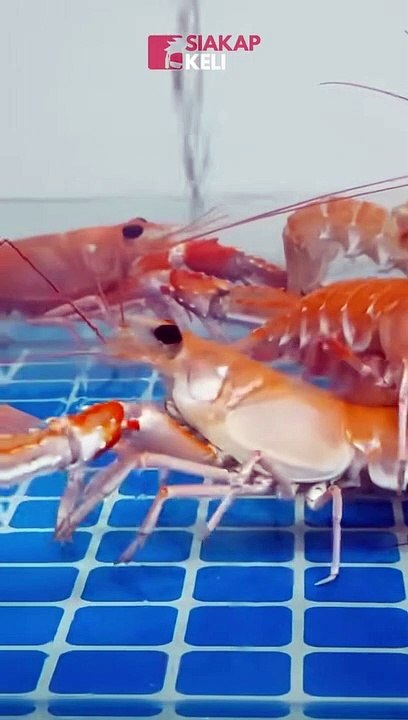 Udang boleh tukar jantina?