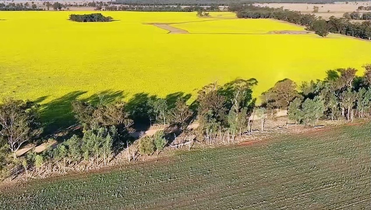 Darriwell  Aggregation, Trundle, NSW | September 22, 2023 | Farmonline