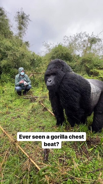 Un gorille frappe son torse et c'est impressionnant