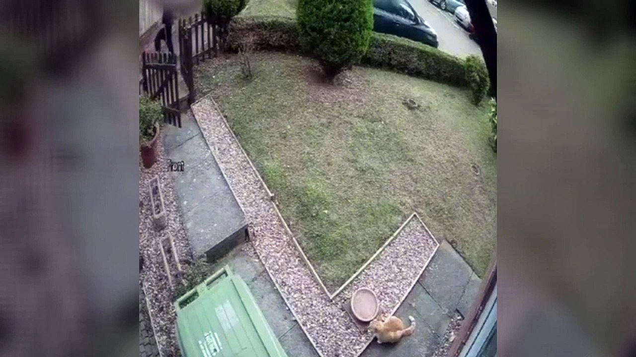 The boys released their dogs to attack the cat