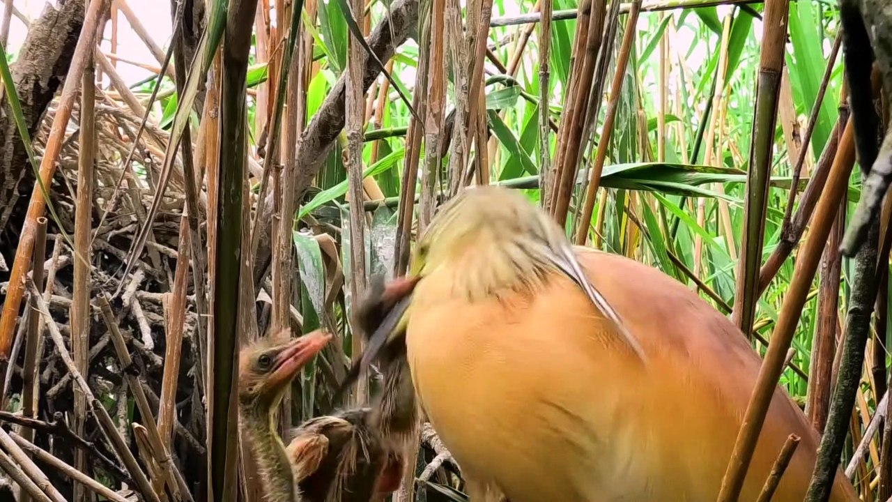 Tisza-tó, az ember alkotta paradicsom | movie | 2023 | Official Trailer