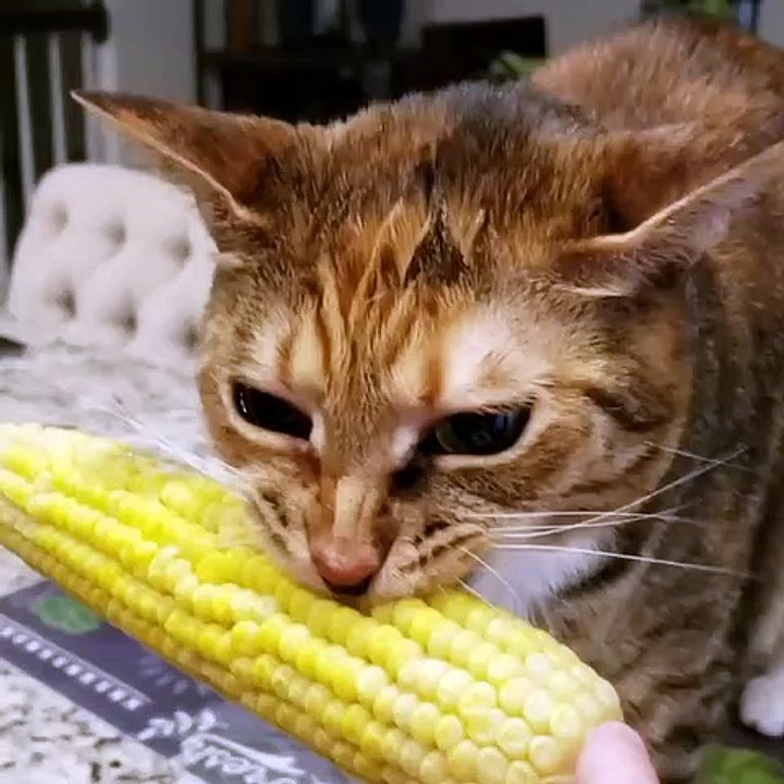 Animal Funny moments | cat dogs funny moments