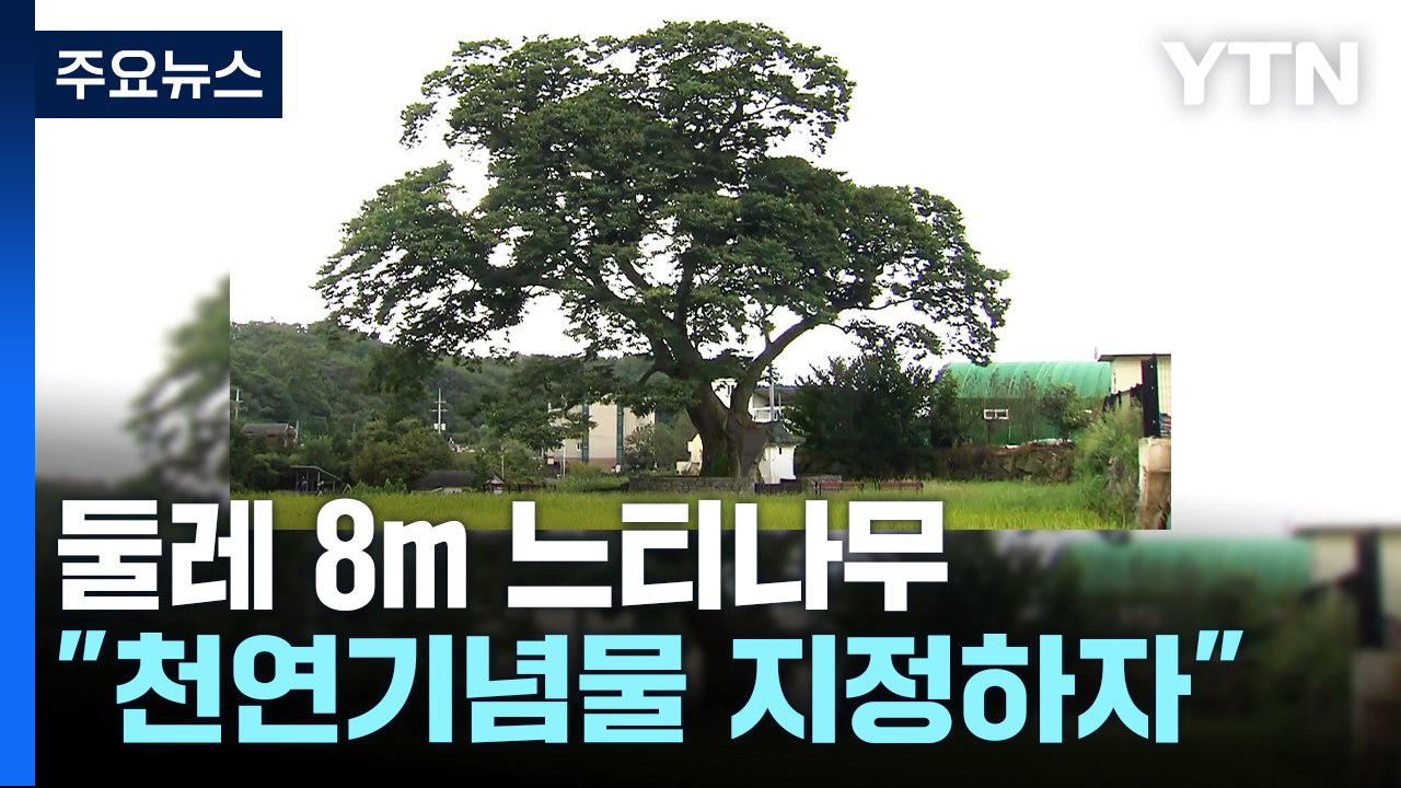 둘레만 8m...신라 삼국통일 무렵 뿌리내린 느티나무 / YTN