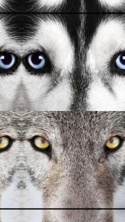 wolves are not dogs ,wolve print vs human print.