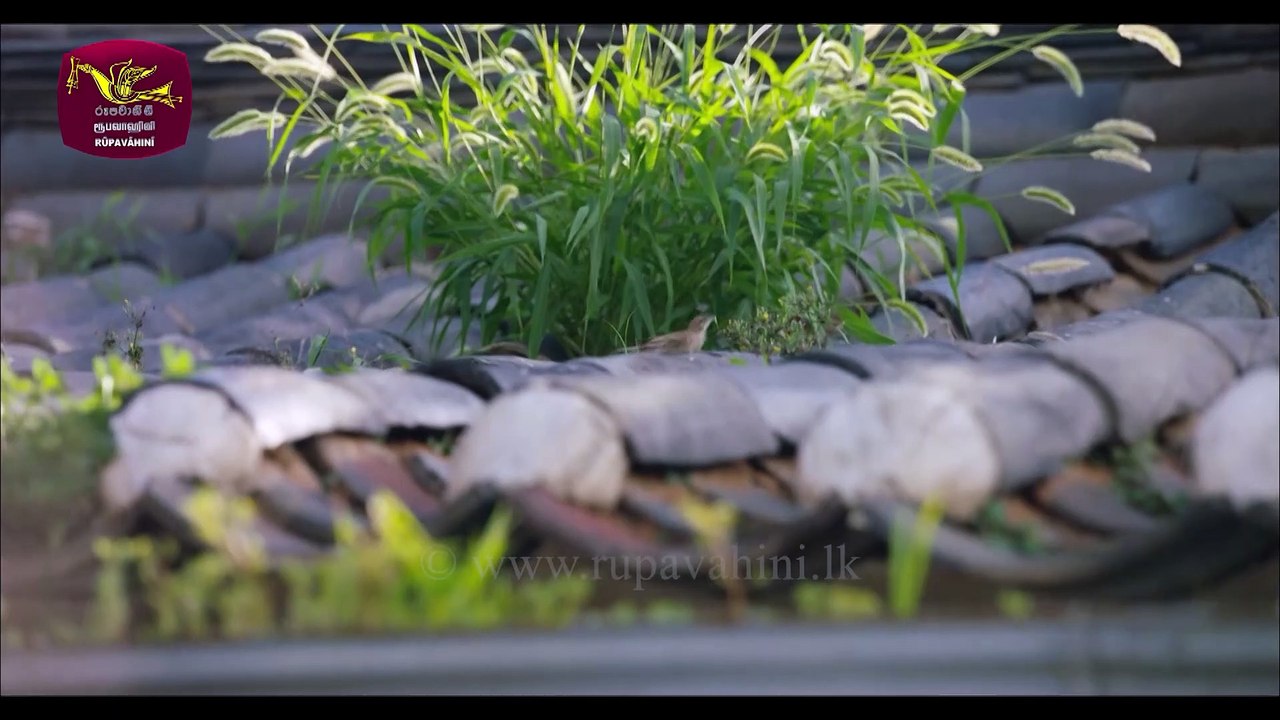 Episode 21 | Sihina Charikawe | සිහින චාරිකාවේ