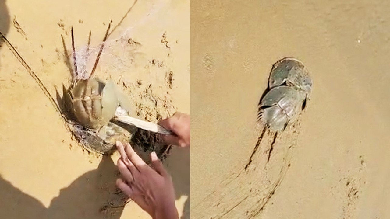 Heroic Man Rescues Horseshoe Crab