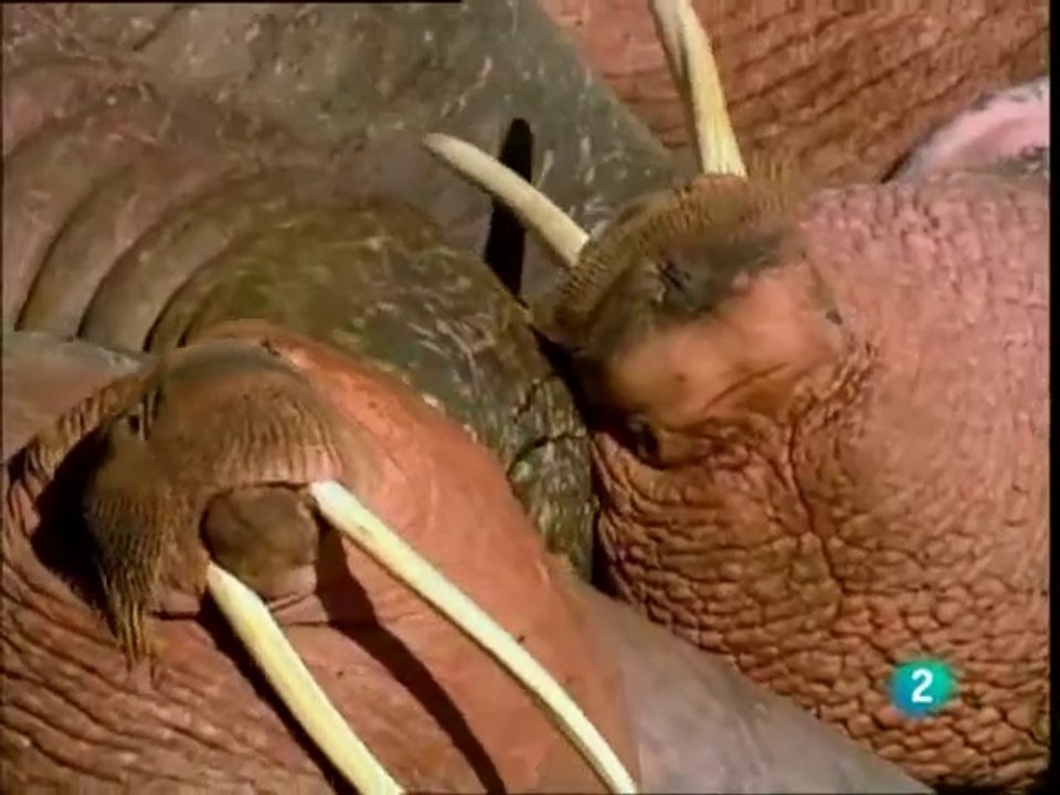 Océanos: Grandes Documentales de Naturaleza