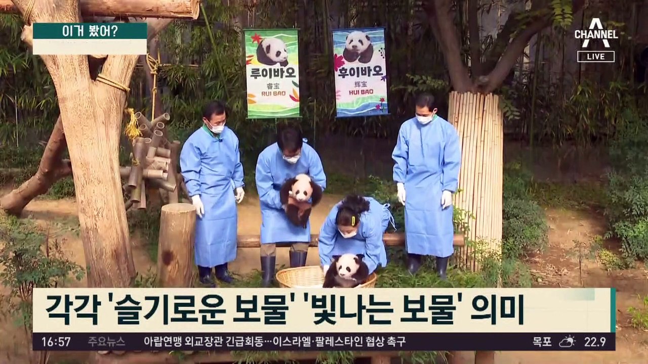 쌍둥이 판다 이름 확정…‘루이바오·후이바오’