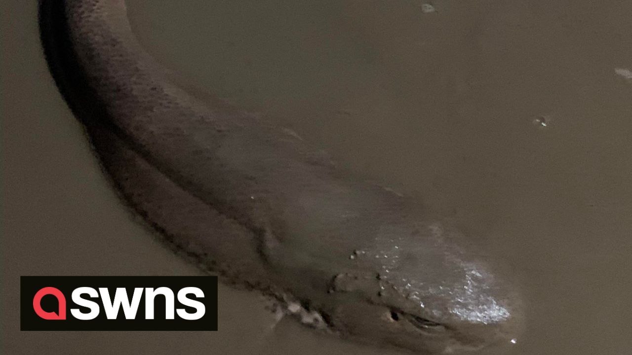 Siblings have told of shock after they discovered shark on UK beach