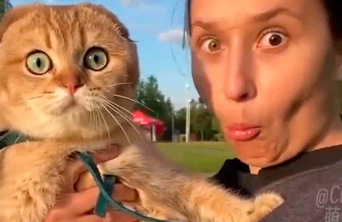 Kokoelma hulvattomia videoita sisältää koiria, kissoja, kaneja, hevosia ja jopa vuohia